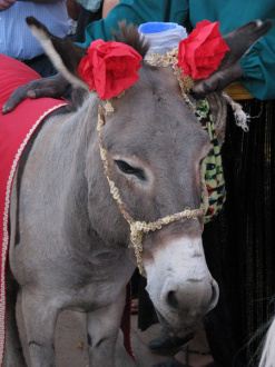 10 L Ane De Saint Nicolas